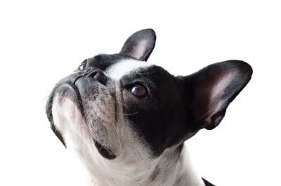 狗 法国人 斗牛犬 宠物 可爱的 犬类 动物 哺乳动物 狗 狗
