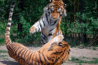 老虎 大猫 游戏结束虎 捕食者 野生动物 危险的 大华 动物园