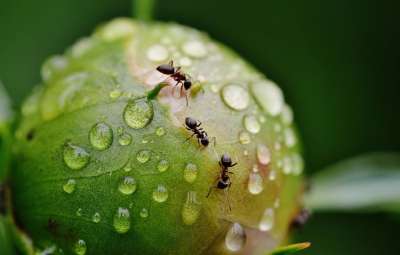 牡丹 花蕾 蚂蚁 雨 雨滴 自然 特写 昆虫 蚂蚁 蚂蚁