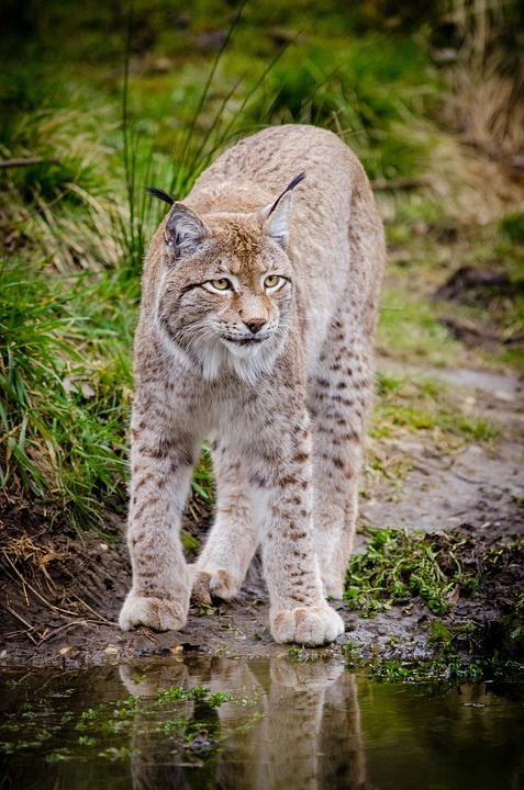 动物 猞猁 猫科动物 草 户外 野生猫 野生动物 荒野 水