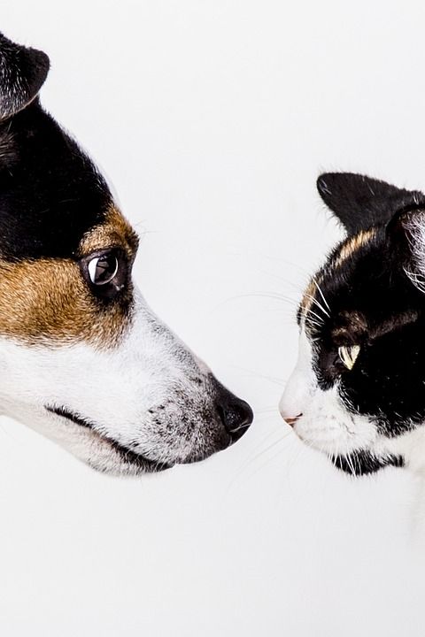 动物 猫 狗 宠物 杰克罗素 朋友们 猫 猫 猫 猫 猫