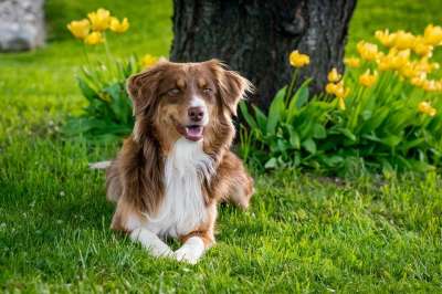 澳大利亚牧羊犬 狗 家畜 动物 花园郁金香 国内的 哺乳动物 花园