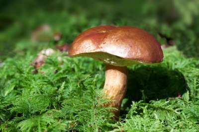 蘑菇 海湾牛肝菌 利用栗褐牛肝菌 苔 野生蘑菇 孢子 海绵 菌类