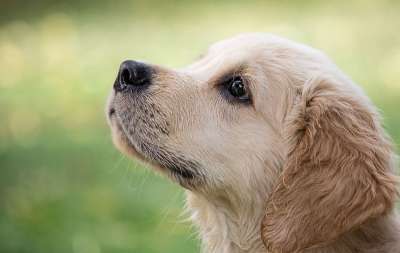 狗 动物 小狗 宠物 哺乳动物 动物世界 可爱的 金毛猎犬 年轻