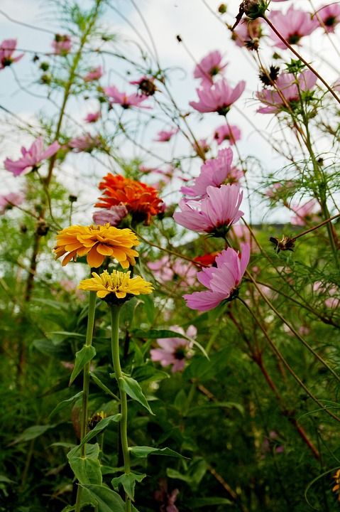 鲜花 野生 颜色 黄色 粉红色 橙色 绿色 植物区系 花草地上