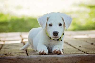 小狗 狗 宠物 衣领 狗项圈 白色的小狗 白狗 国内的 家犬