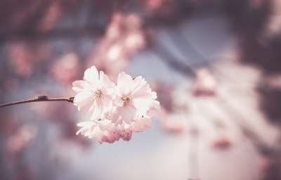 樱花 花朵 枝杈 枝条 树 粉红色的花朵 盛开 开花 春天