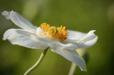 秋海葵 秋天的海葵 海葵 雄蕊 花瓣 花 白花 开花 花园