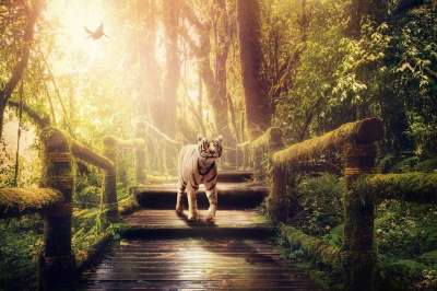 丛林 老虎 小路 苔藓 捕食者 白色的老虎 幻想 野猫 大猫
