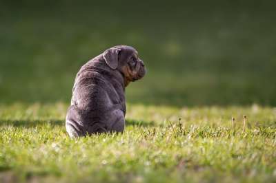 狗 斗牛犬 英国牛头犬 宠物 小狗 品种 犬类 动物 哺乳动物