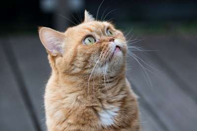 猫 英国短毛猫 猫脸 眼睛 小猫 毛皮 猫的眼睛 橘猫 猫须