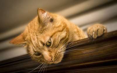 猫 猫科动物 动物 宠物 小狗 头发 枪口猫 国内的猫 棕色猫