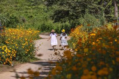 孩子们 女孩们 花朵 路 树 森林 自然