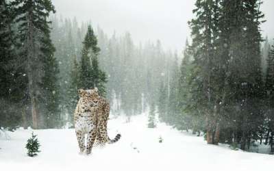 豹 雪豹 雪 冬天 森林 肖像 特写 动物世界 猫 猫科动物