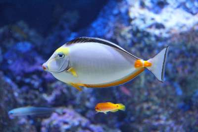 美丽的 水族馆 美丽的鱼 鱼 丰富多彩的 海洋水族馆 蓝色的 水