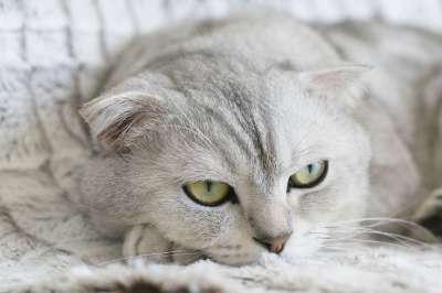 猫 动物 宠物 基蒂 苏格兰折耳猫 小猫 国内的 猫科动物
