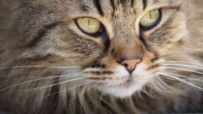 猫 虎斑猫 脸 胡须 宠物 动物 头 国内的猫 国内动物