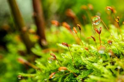 苔藓 露珠 森林地面 湿的 带柄孢子囊 水滴 滴 雨滴 水