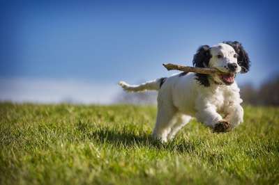 拿来 戳 小狗 狗 行动 动物 玩 犬类 乐趣 取回 俏皮的
