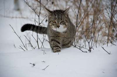 猫 动物 雪
