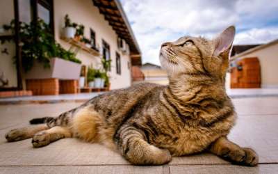 猫 小猫 猫科动物 宠物 躺着 户外 向上看 虎斑猫 肖像