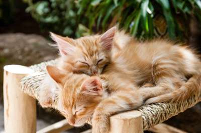 小猫 宠物 睡眠 猫 动物 国内的 可爱的 基蒂 猫科动物