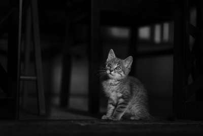 动物 小猫 猫科动物 哺乳动物 物种 动物群 单色 猫 动物