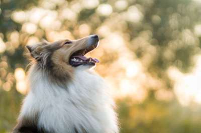 粗糙牧羊犬 狗 宠物 动物 家犬 犬类 哺乳动物 可爱的