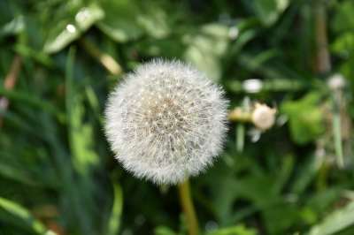 白鹭的Pisenlit 种子在风中飞行 蒲公英花 自然 野花 花草地