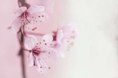 高清壁纸 春天 花朵 植物学 樱花 开花 盛开 树 4K 壁纸
