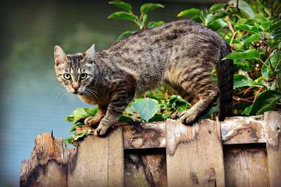 猫 宠物 猫科动物 动物 毛皮 胡须 基蒂 国内的 国内的猫