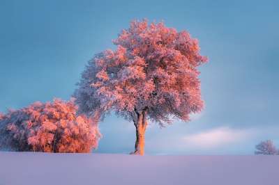 冬天 雪 霜 树木 景观 风景秀丽的 天空 云 自然 户外