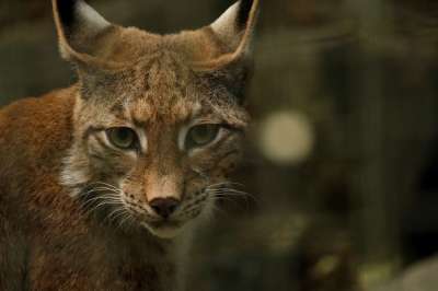 猞猁 动物 捕食者 欧洲山猫 野猫 食肉动物 头 动物园 家猫