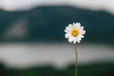 雏菊 花 湖 自然 夏天 植物 雏菊 雏菊 花 花 花 花