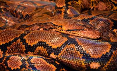 蛇 Python 爬虫 动物 蛇皮肤 棕色蛇 荒野 捕食者