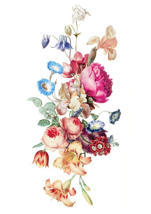 百合花 优质的 花的 绘画 股票 植物 叶子 花瓣 花束