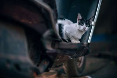 猫 流浪猫 自行车 街头猫 国内的猫 猫科动物 哺乳动物 动物