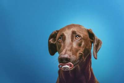 狗 Hunde 奶嘴 艺术 工作室 婴儿 施努勒