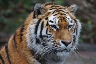 老虎 动物园 捕食者 Amurtiger 老虎 老虎 老虎 老虎