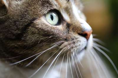 猫 宿醉 猫眼 晶须 猫脸 鲭鱼 欧洲短毛 家畜