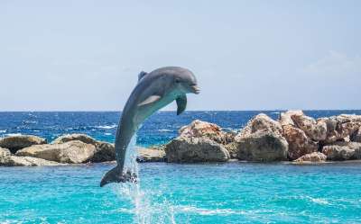 海豚 水族馆 跳跃 鱼 动物 海洋 水 生活 海 蓝色的