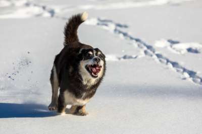 狗 犬类 跑步 雪 湖 寒冷的 耐力 冬天