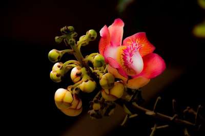 花 Couroupita花草 自然 粉色的 花束 植物