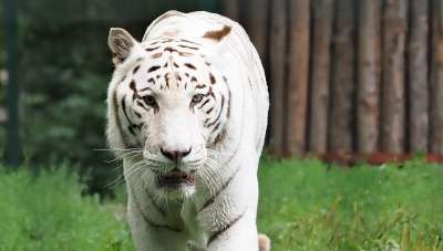 老虎 白色的老虎 大猫 捕食者 白孟加拉虎 危险的 大华 动物园