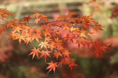 枫 树叶 秋天 叶子 分行 枫叶 季节性 秋季树叶 有天赋的人