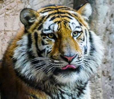 动物 老虎 捕食者 大猫 Amurtiger 危险的 动物肖像
