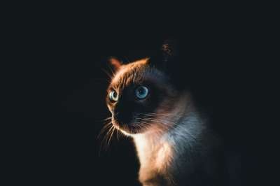 暹罗猫 猫 宠物 小猫 动物 国内的猫 猫科动物 哺乳动物 猫脸