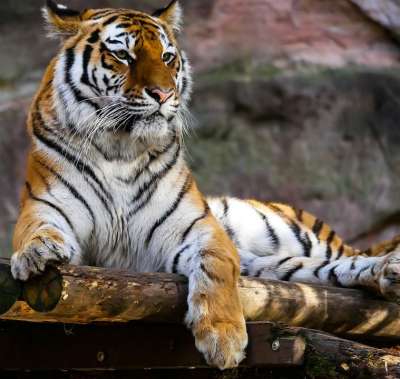 动物 老虎 捕食者 大猫 猫 细心 纽伦堡动物园 老虎 老虎