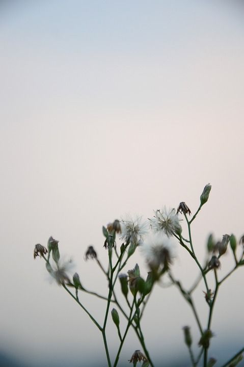草 摄影 自然 植物 花 白色 绿色 风景 花草 仰望 神秘