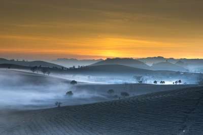 茶园 景观 越南 阴霾 早晨 早期的 日出 丘陵 自然